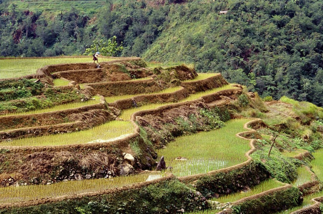 Banaue rice terraces