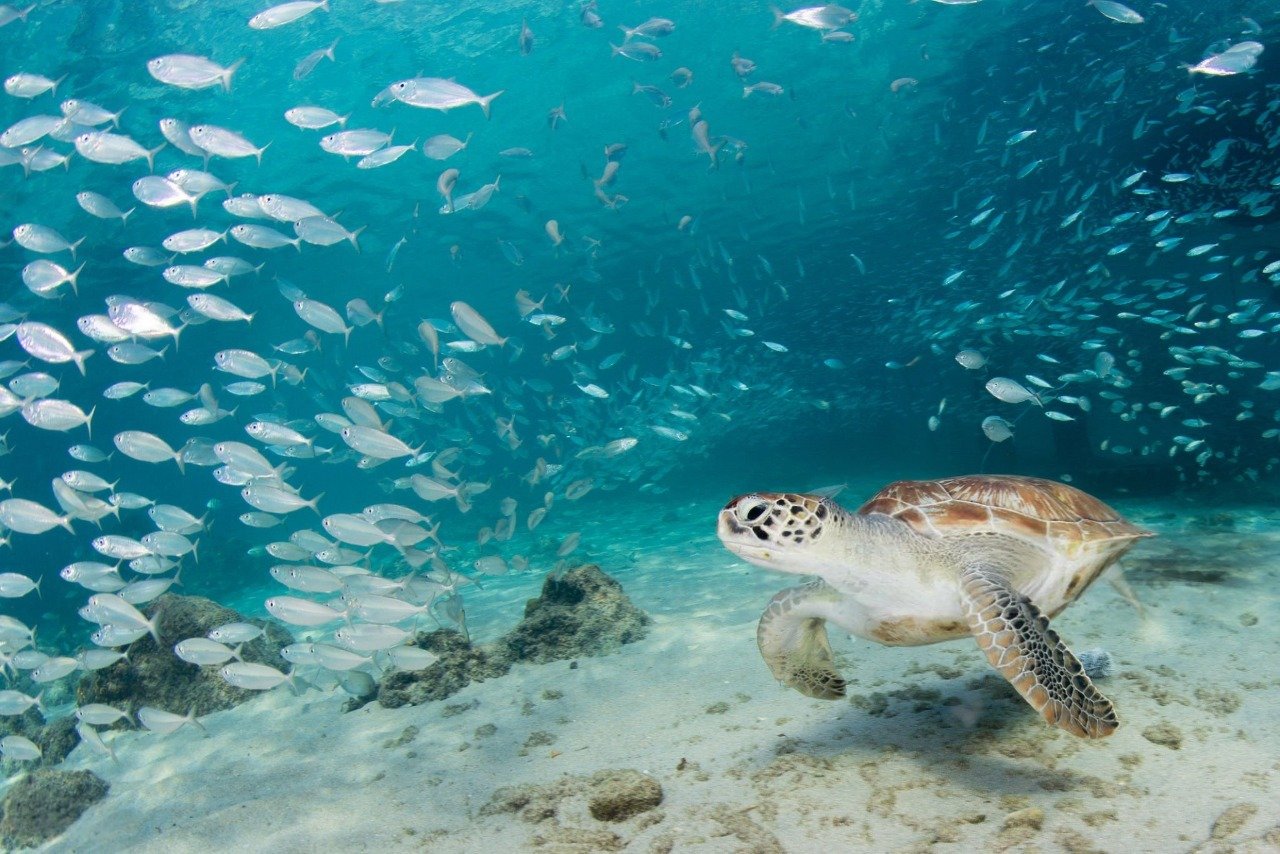 Sea turtle swimming by a pile of fish