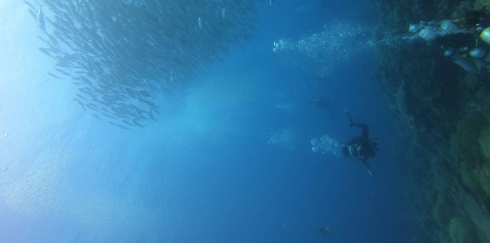Man diving in the grup of fish