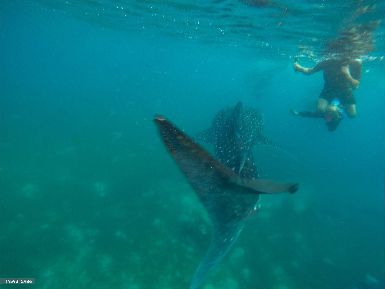People swimming with whale shark underwater