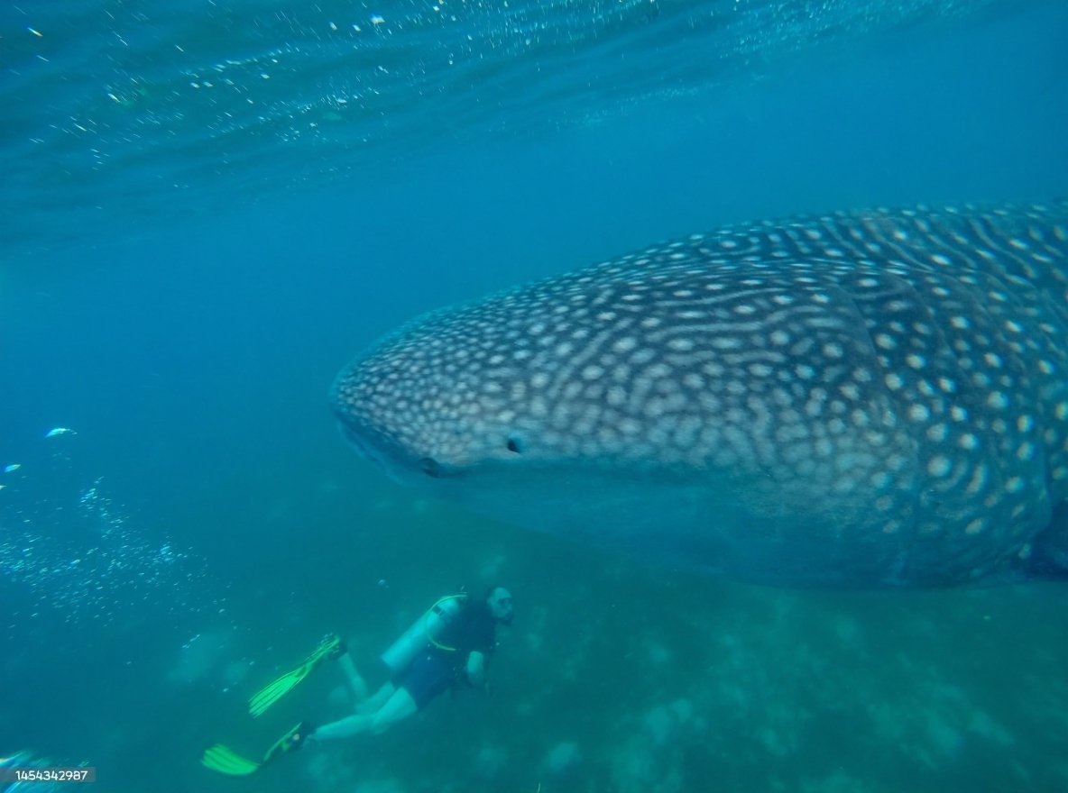 People swimming underwater with whale shark