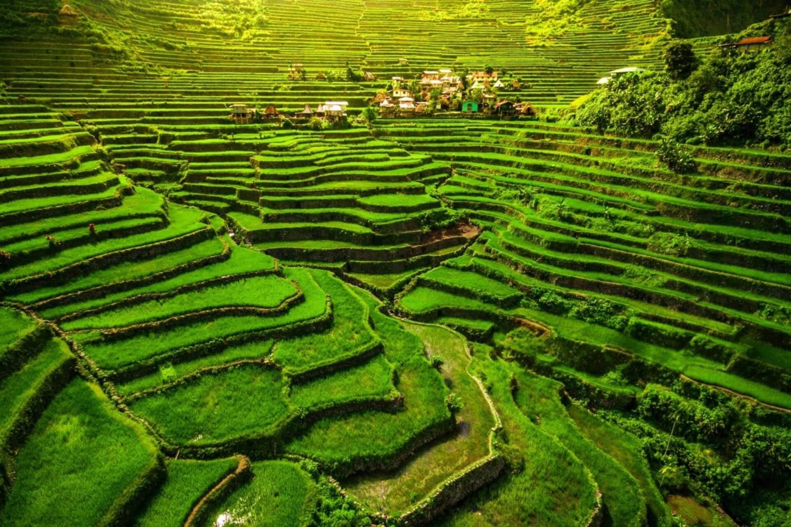 Scenic view of rice terraces
