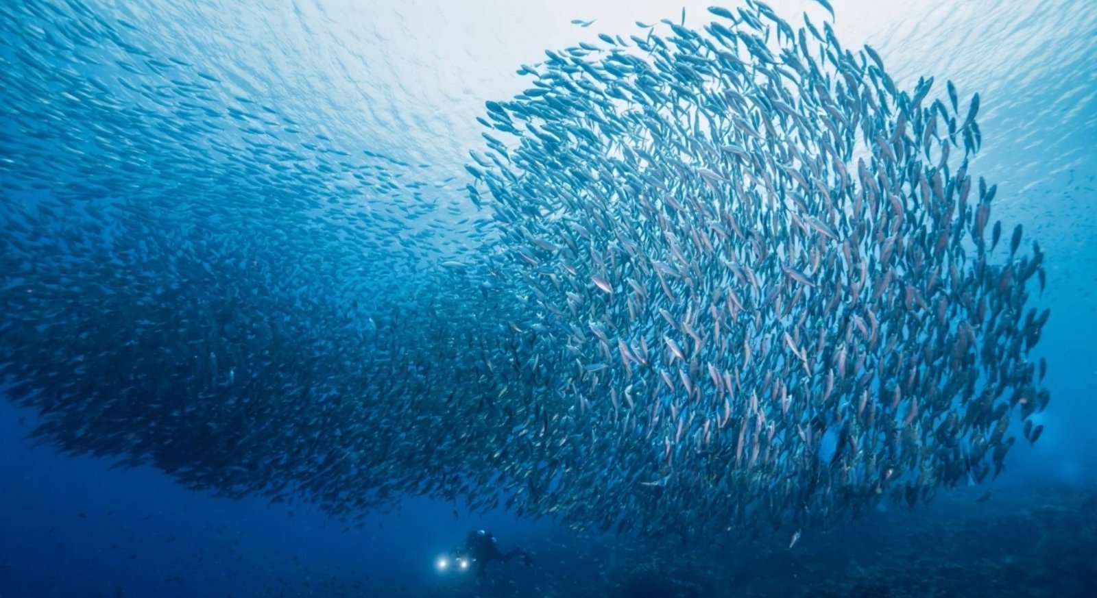 School of sardines
