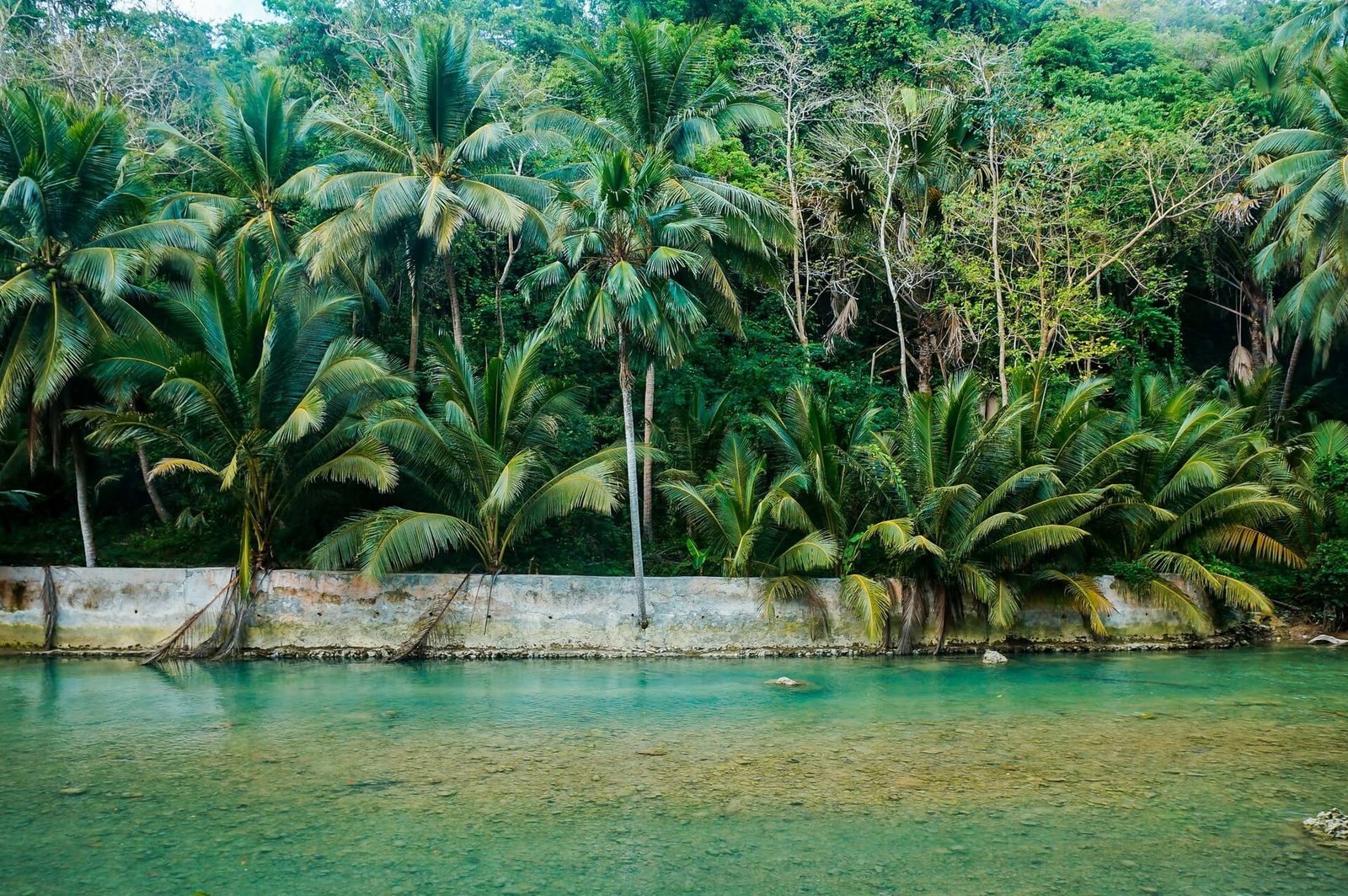 Turquoise river framed by palm trees in Badian, Cebu