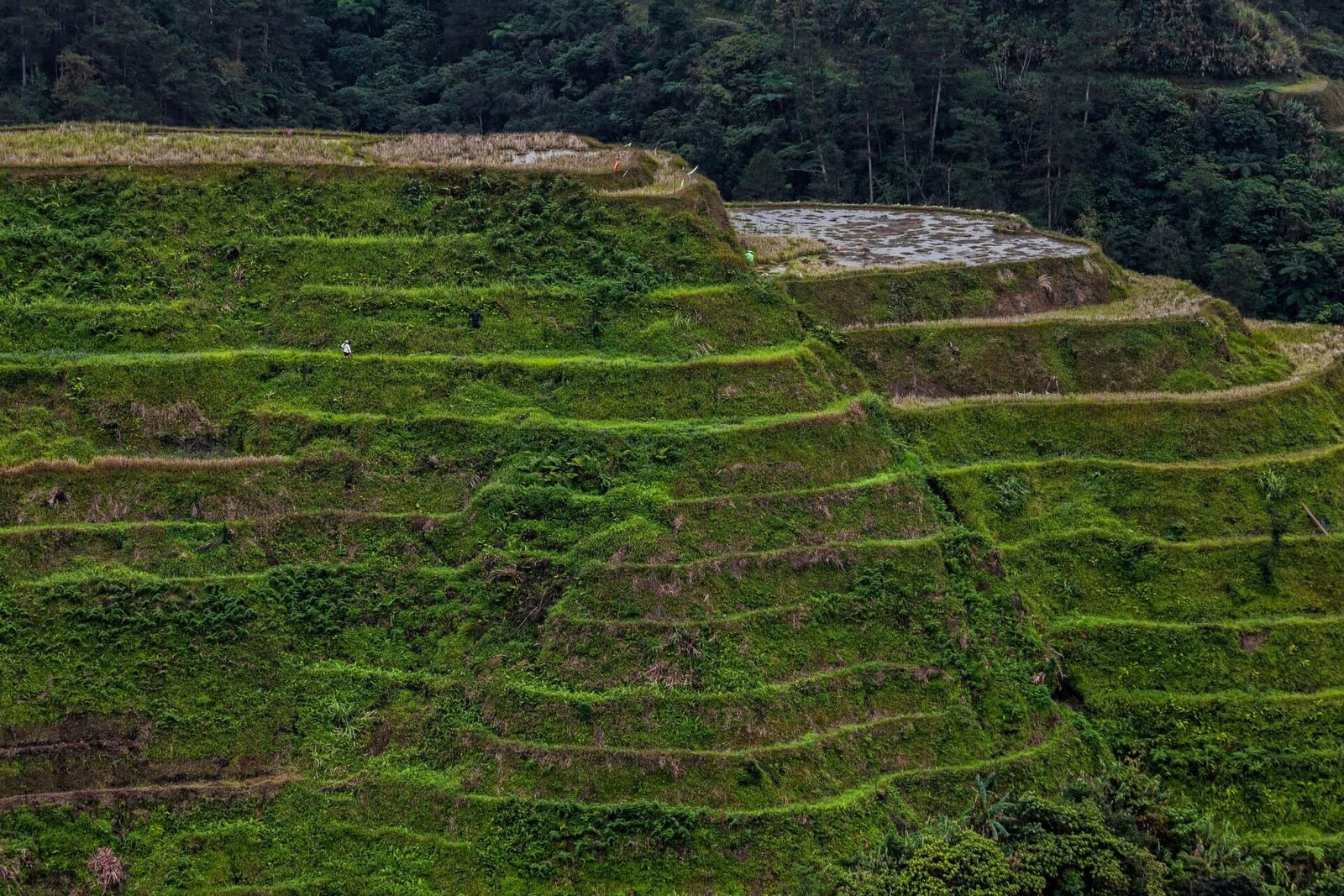 Green Banaue rice terraces stepping down the mountains of Ifugao, Luzon