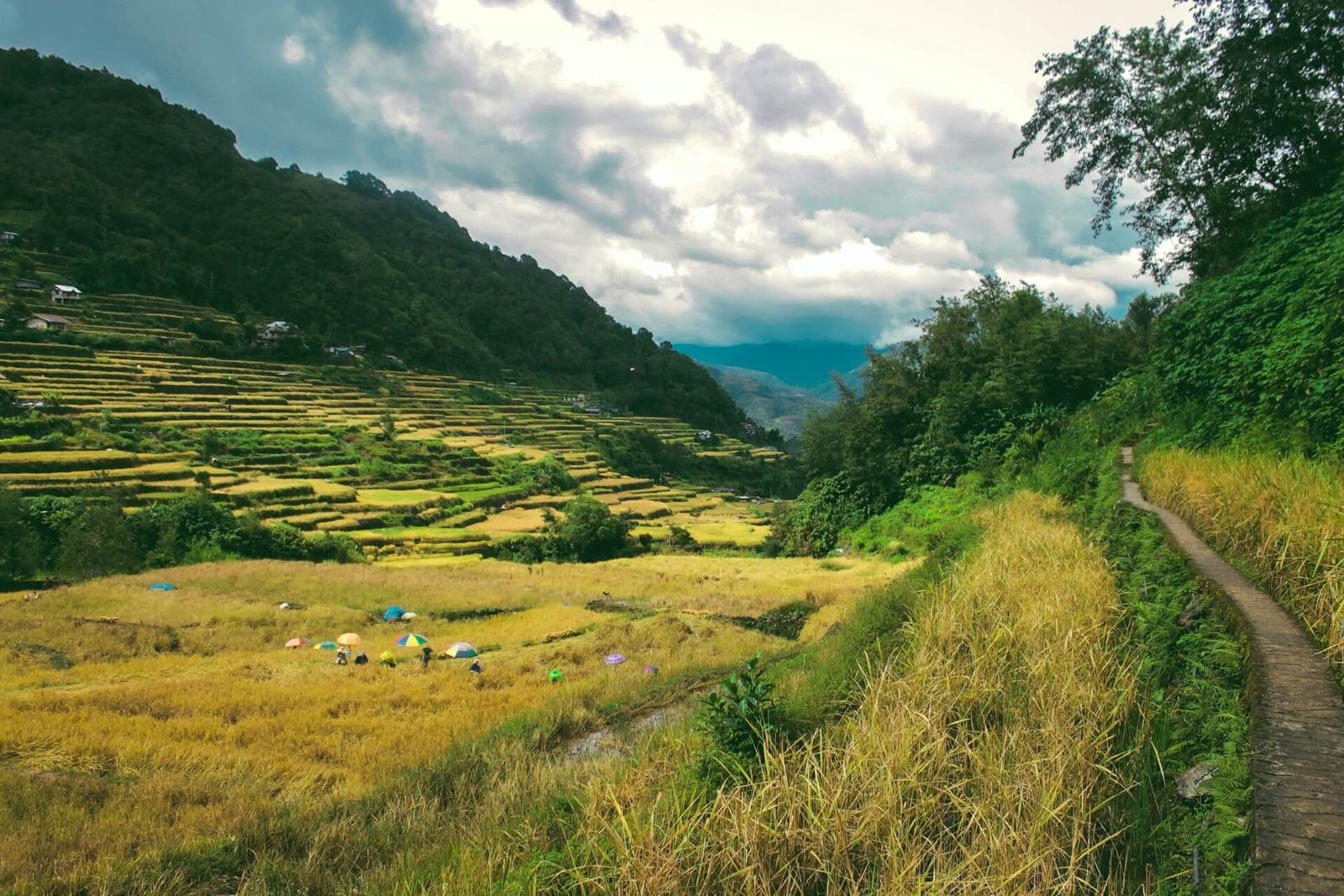 Trail winding past the rice terraces of Cambulo, Ifugao
