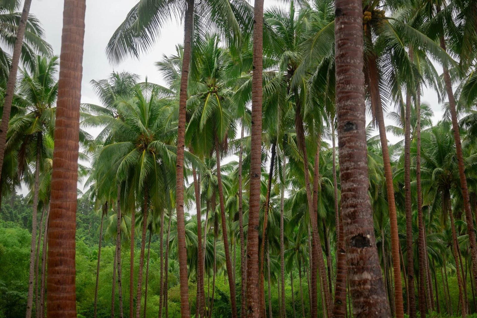 Tall coconut palms on the quiet Coconut Beach in Port Barton, Palawan