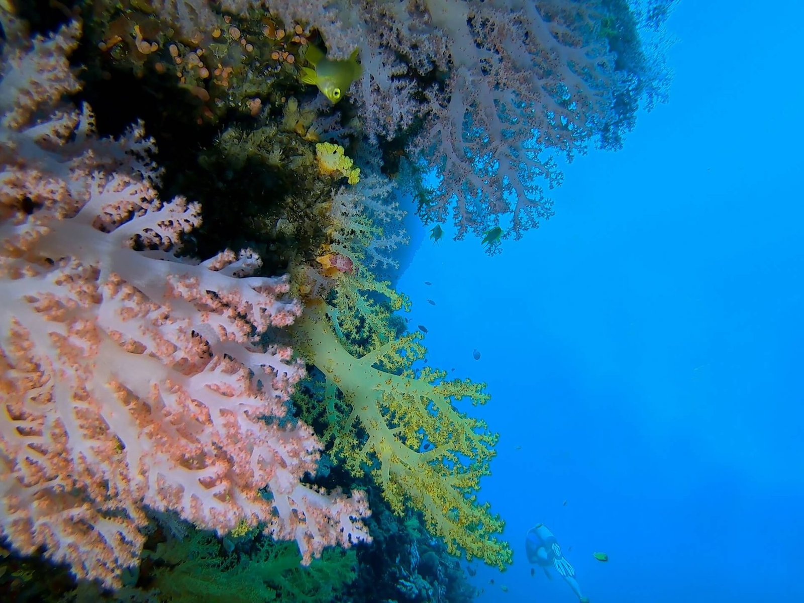 Soft corals and sea fans on the reef wall at Balicasag Island, Bohol