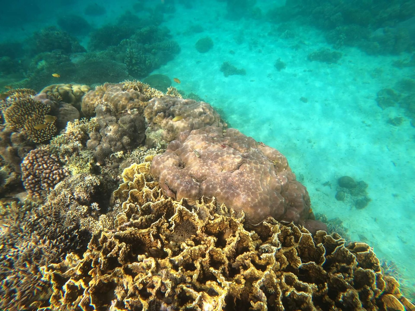 Hard coral reef in clear water off San Jose, Central Visayas, Philippines