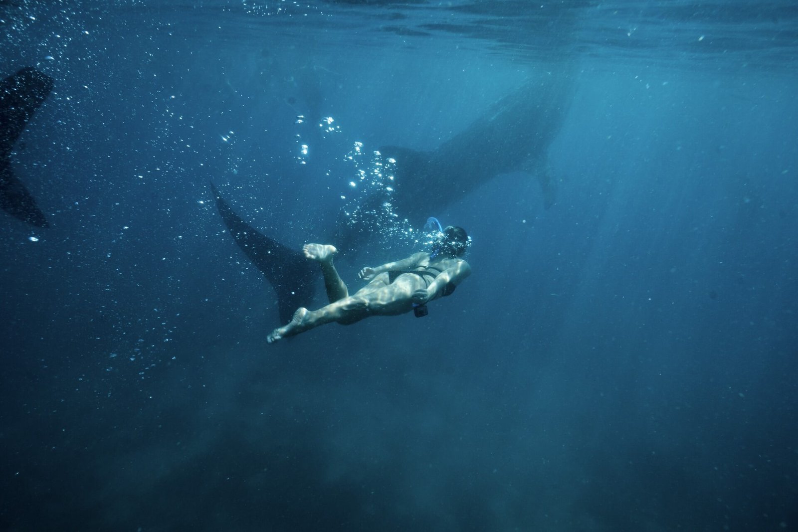 Freediver swimming near a whale shark in open blue water