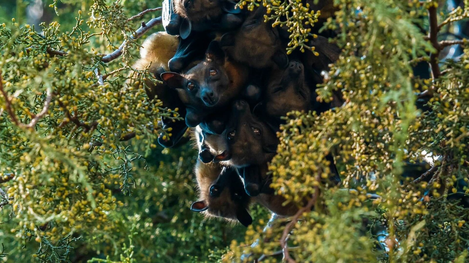 Colony of fruit bats roosting in a tree