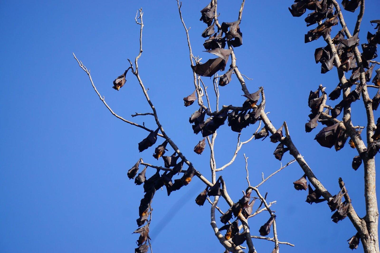 Fruit bats hanging from a bare tree in the Subic Bay rainforest, Philippines