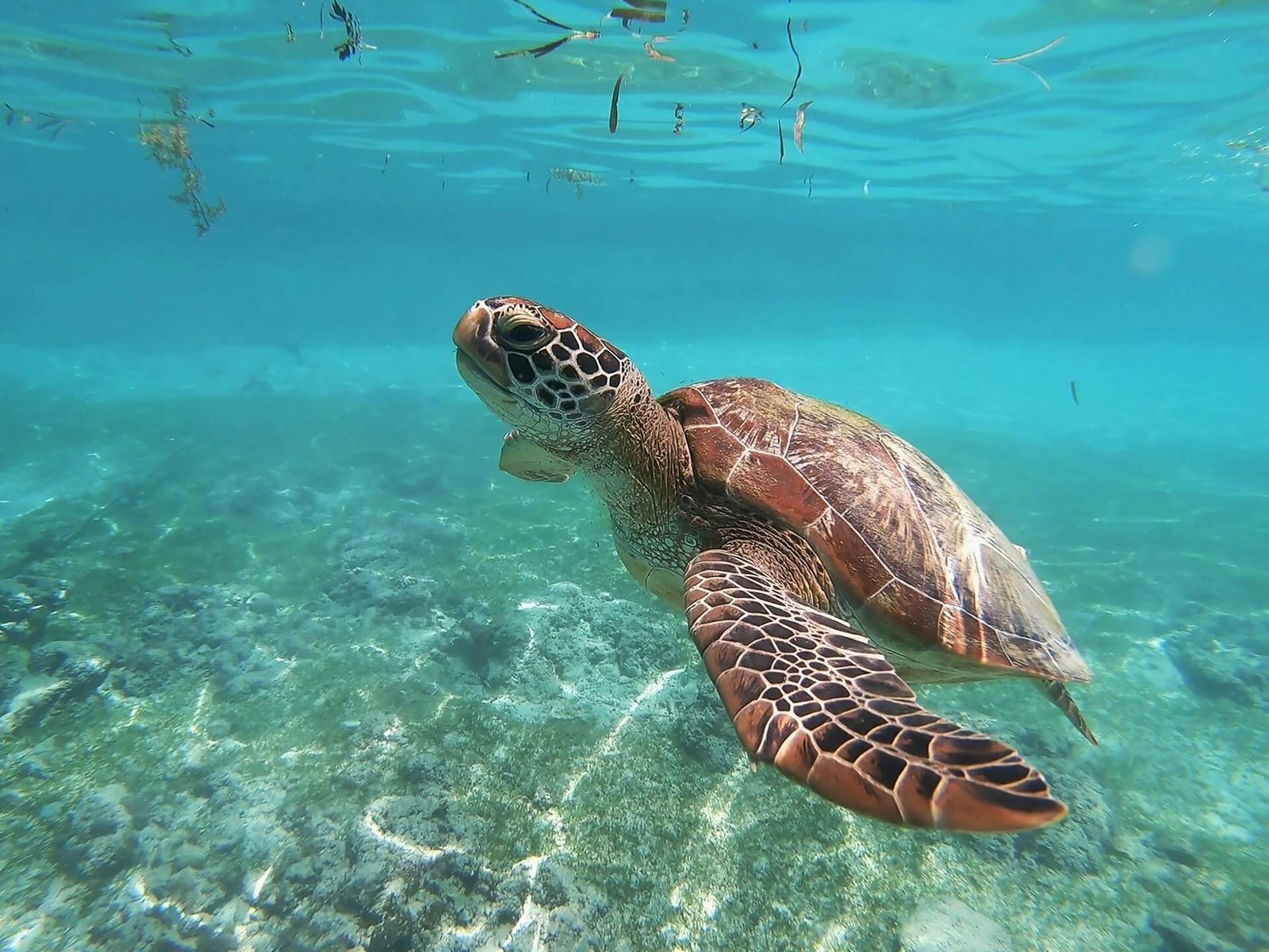 Green sea turtle swimming over the shallow reef in Moalboal, Cebu