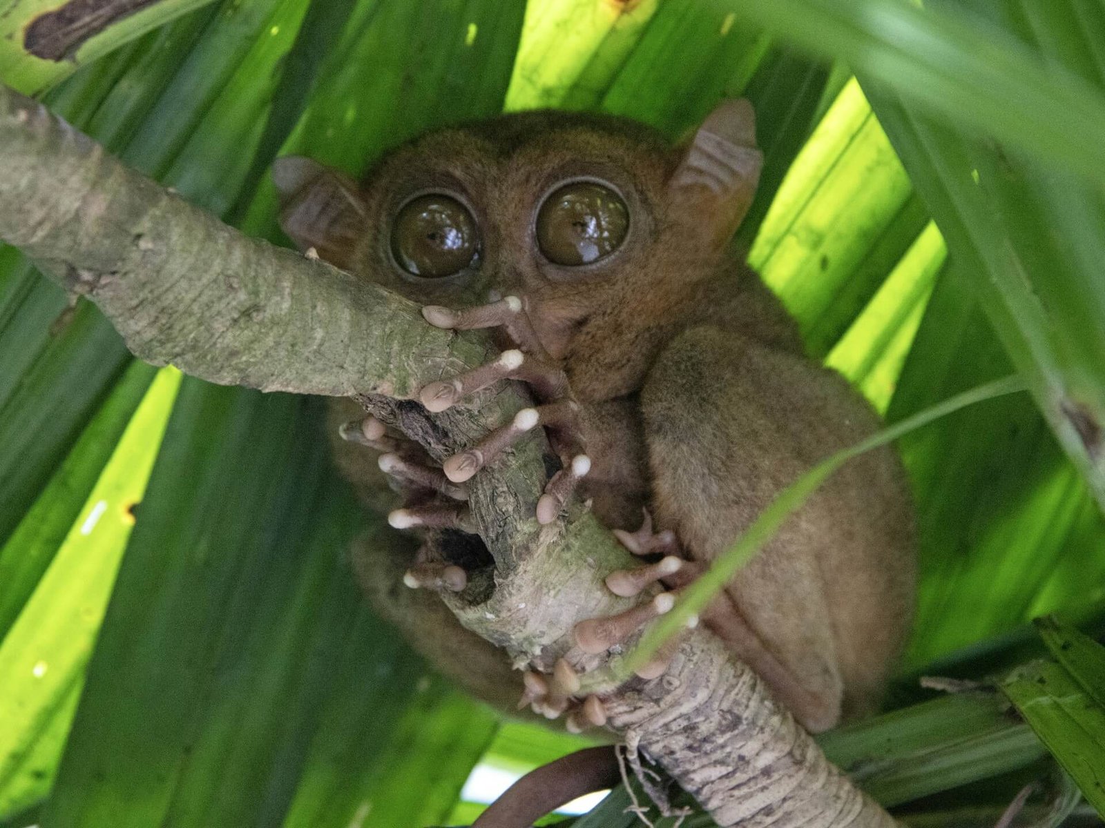 Philippine tarsier clinging to a branch in Bohol, Philippines