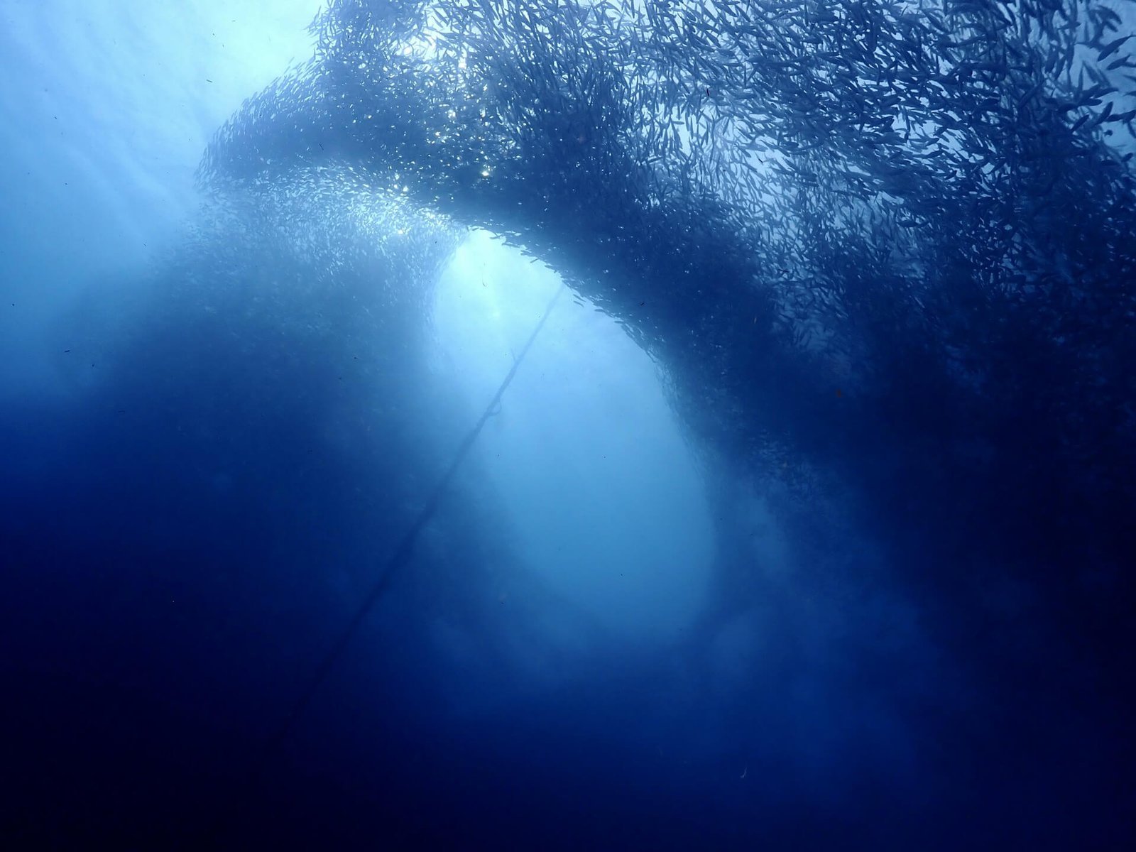 Huge school of sardines swirling underwater in Moalboal, Cebu