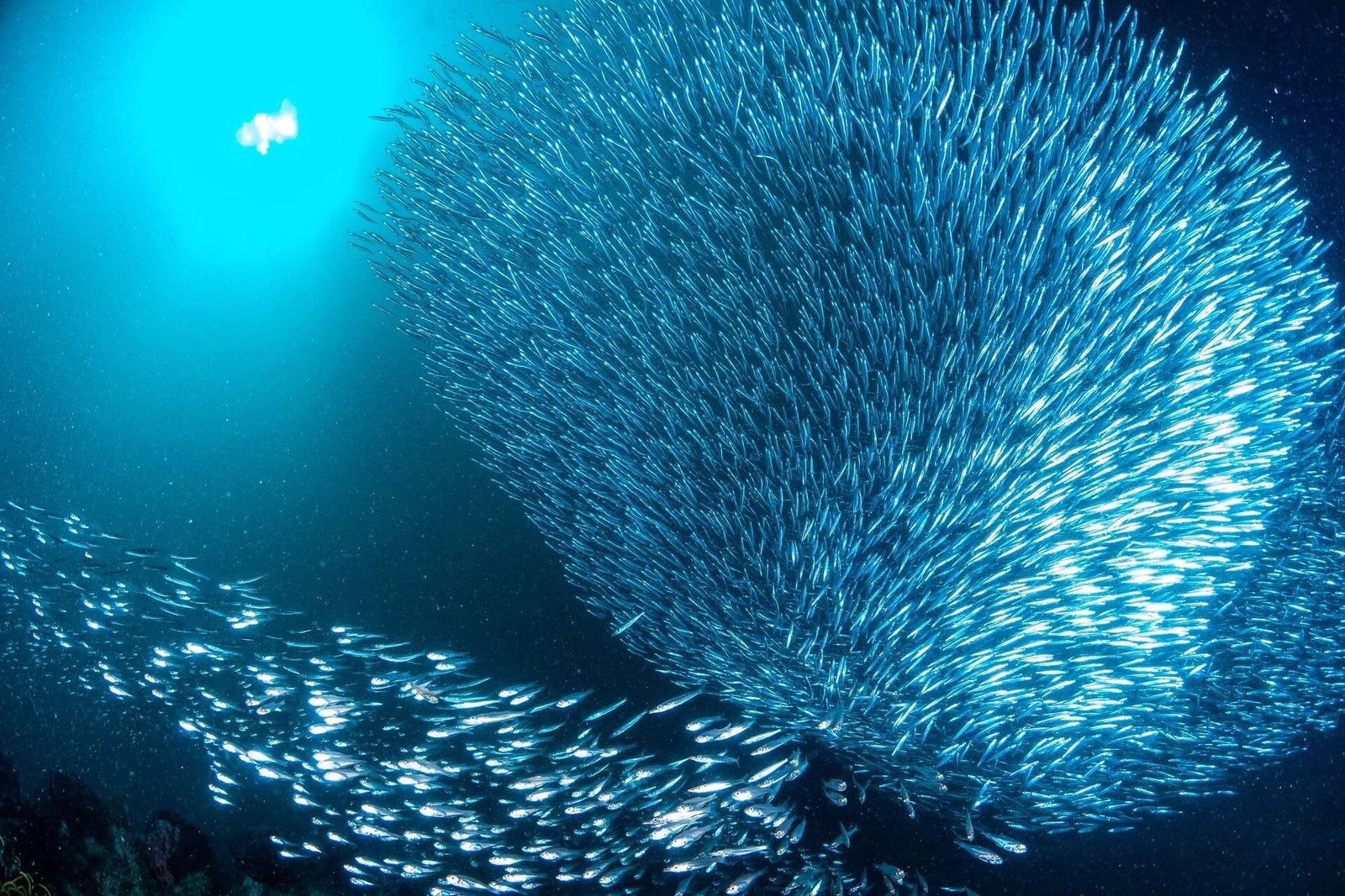 Dense school of small silver fish swirling in deep blue water