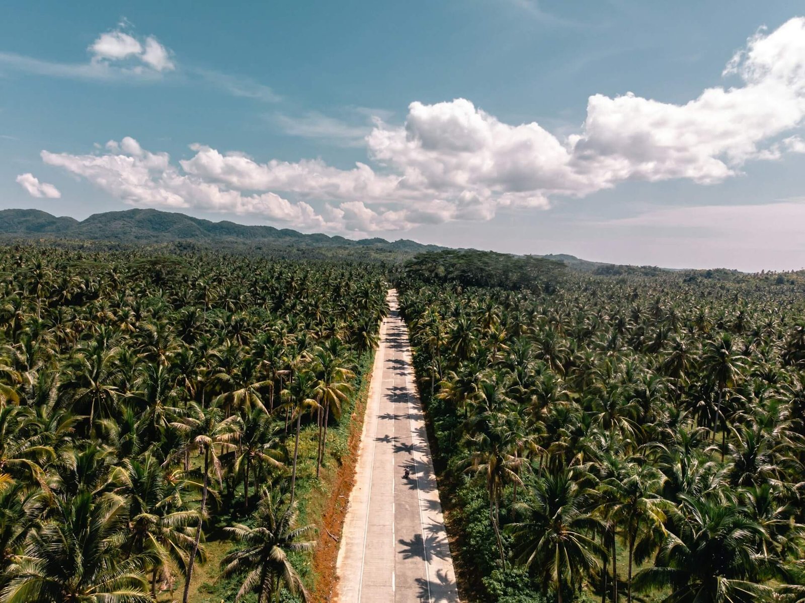 Aerial view of a road through dense coconut palm forest on Siargao Island