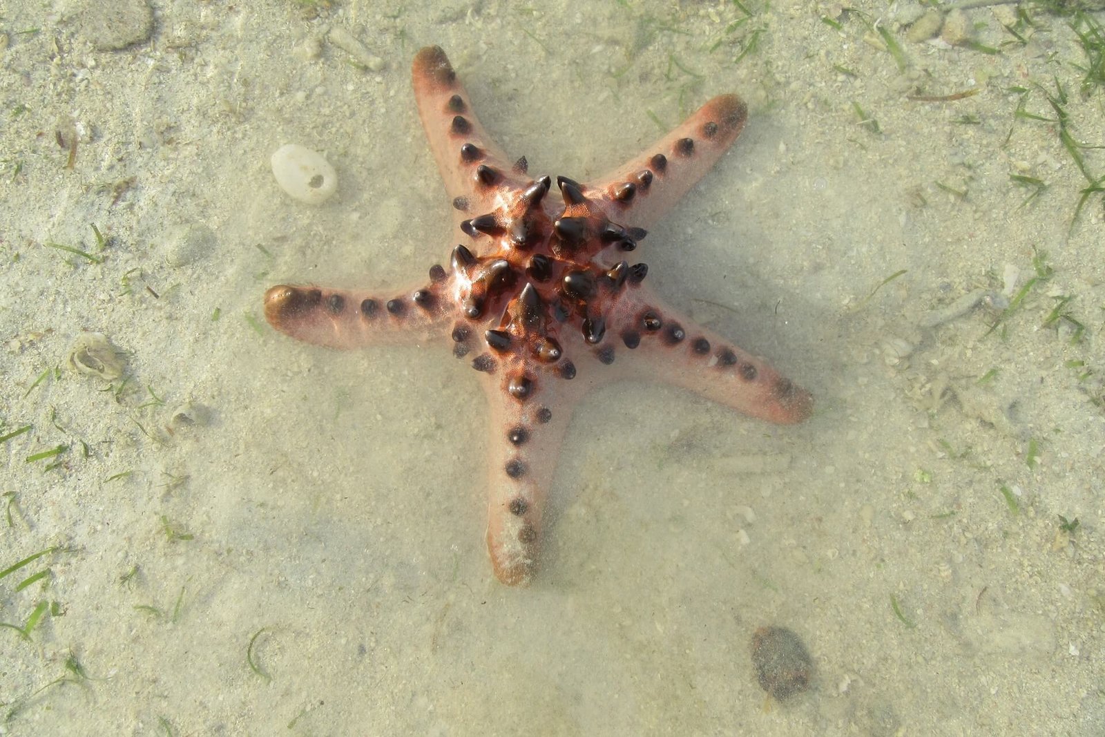 Horned starfish in clear shallow water on the shore of Donsol, Sorsogon