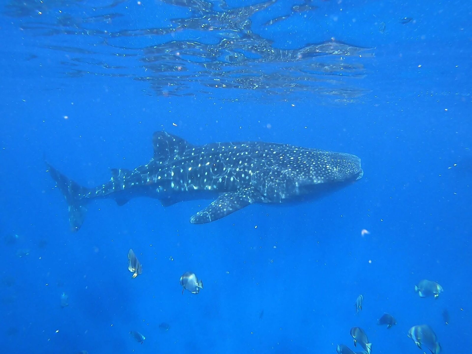 Whale shark swimming among small fish in clear blue water
