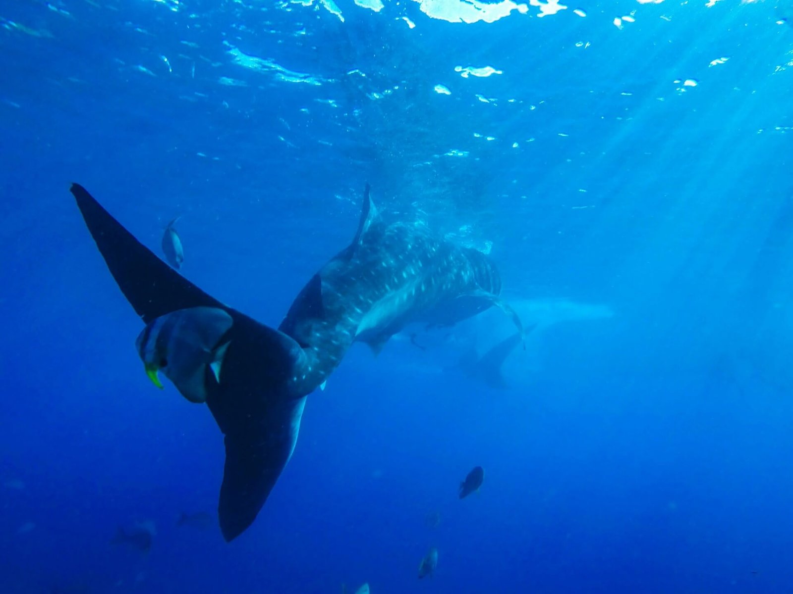 Whale shark tail and body in sunlit open blue water